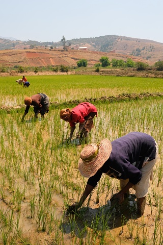 Madagascan Ricefield